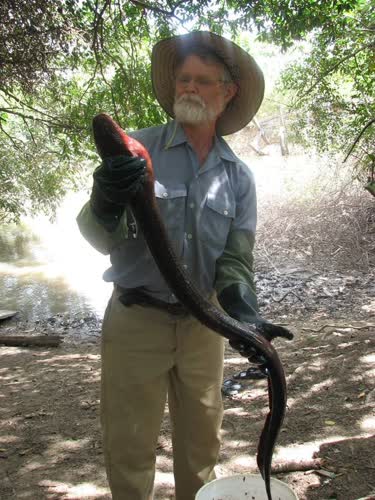 Don holding a large electric eel.