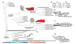 Hagfish