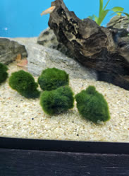 18-0-Copr_2025-Finatics.jpg 18-0-Copr_2025-Finaticst.jpg