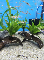 19-0-Copr_2025-Finatics.jpg 19-0-Copr_2025-Finaticst.jpg