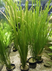 42-0-Copr_2025-Finatics.jpg 42-0-Copr_2025-Finaticst.jpg