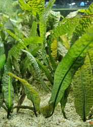 44-0-Copr_2025-Finatics.jpg 44-0-Copr_2025-Finaticst.jpg