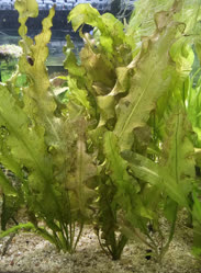 45-0-Copr_2025-Finatics.jpg 45-0-Copr_2025-Finaticst.jpg