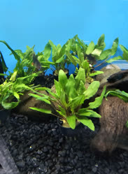 50-0-Copr_2025-Finatics.jpg 50-0-Copr_2025-Finaticst.jpg