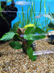 59-0-Copr_2025-Finatics.jpg 59-0-Copr_2025-Finaticst.jpg