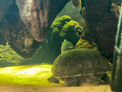 07-0-Copr_2025-zoo-burkartt.jpg