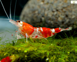 14-0-Copr_2025-zoo-burkartt.jpg