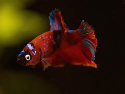 21-0-Copr_2025-zoo-burkartt.jpg
