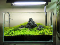 20110606-aquaforest-03-resizet.jpg