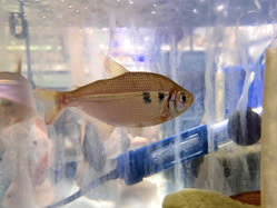 07-0-Copr_2026-Carolina_Aquaticst.jpg