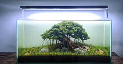 03-0-Copr_2020-Kintilant.jpg