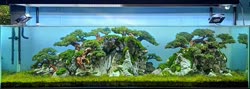 08-0-Copr_2020-Kintilant.jpg