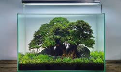 11-0-Copr_2020-Kintilant.jpg