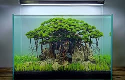 13-0-Copr_2020-Kintilant.jpg