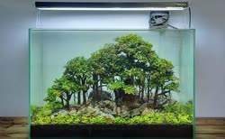 14-0-Copr_2020-Kintilant.jpg