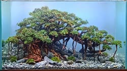 26-0-Copr_2020-Kintilant.jpg