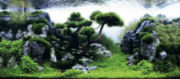 trees13t.jpg