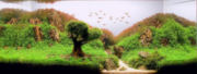 trees14t.jpg