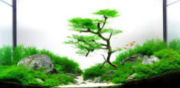 trees15t.jpg