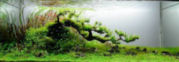 trees5t.jpg