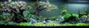 trees6t.jpg