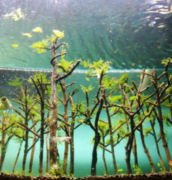 trees8t.jpg