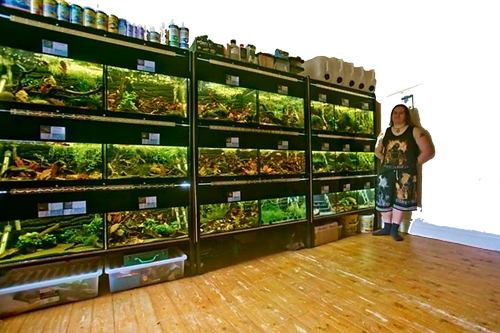 Peter Clarke's fishroom