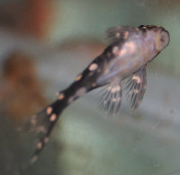 00-0-Inspector-L201-pleco-copr-jan-27-2007-Richard-Sextont.jpg