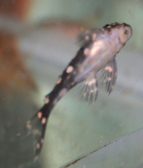 L-201 Inspector Pleco