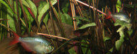 00-0-redfintetra-Copr_2006_Richard_Sexton-Charlie_drew-28jan2007t.jpg