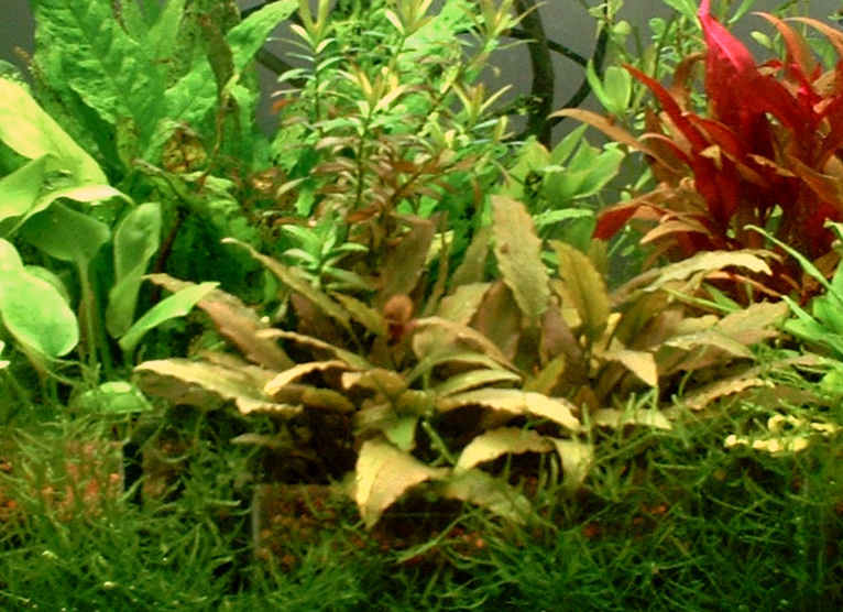 Aquascaped tank 2006