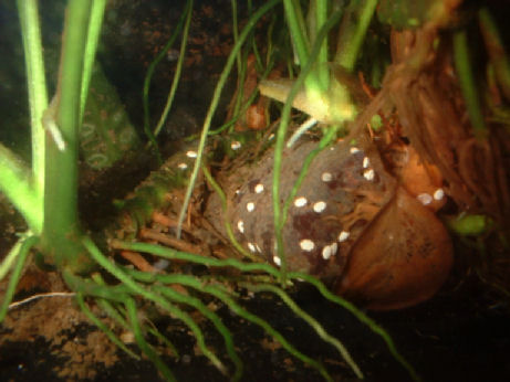 Nerite snail eggs and Anubias roots on rocks in an aquarium