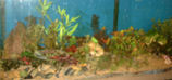 Mixed aquarium plants