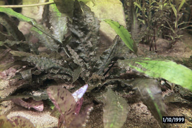 Cryptocoryne 