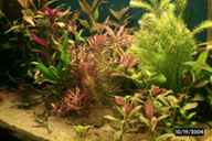 Rotala indica