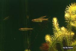 Glow line rasbora