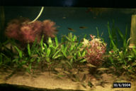 Rotala