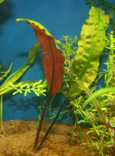 Cryptocoryne usteriana 'red'