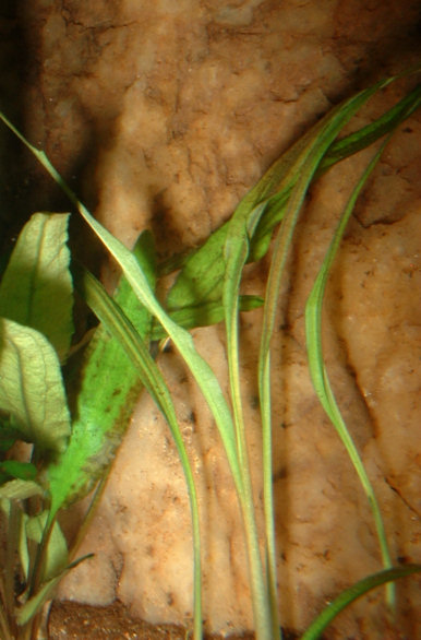 Cryptocoryne albida grown submersed