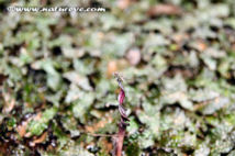 07-0-Copr_APD_Crypts_AFF-affinis_spathe4t.jpg