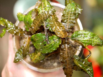 Cryptocoryne affinis Green