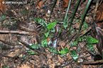 auriculata2-betong0809x.jpg