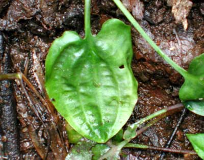 Cryptocoryne cordata cordata Griffith