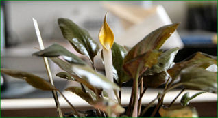 Emerse cultivation of Cryptocoryne cordata cordata