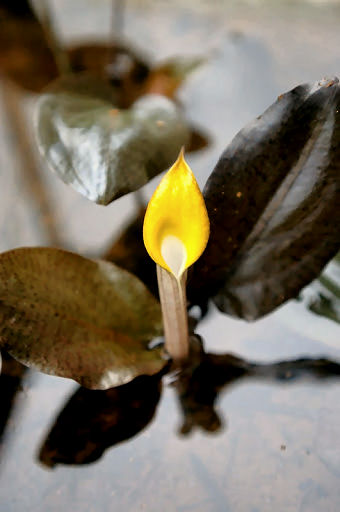 Cryptocoryne cordata cordata flowering spathe