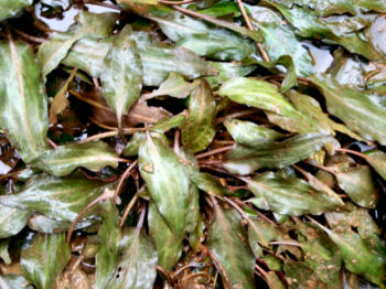 Cryptocoryne cordata grabowski CKL B05