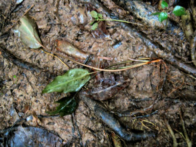 Cryptocoryne cordata grabowski Haraui