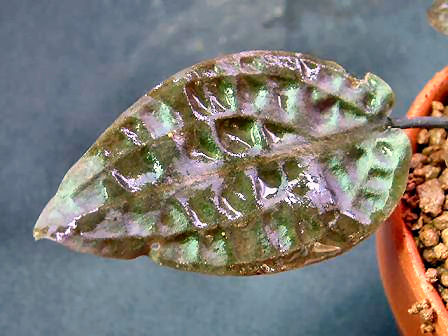 Cryptocoryne cordata grabowski Kasangan