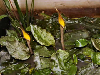 Cryptocoryne cordata grabowski Katingan
