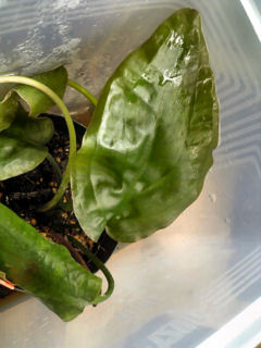 Cryptocoryne cordata grabowski Matang